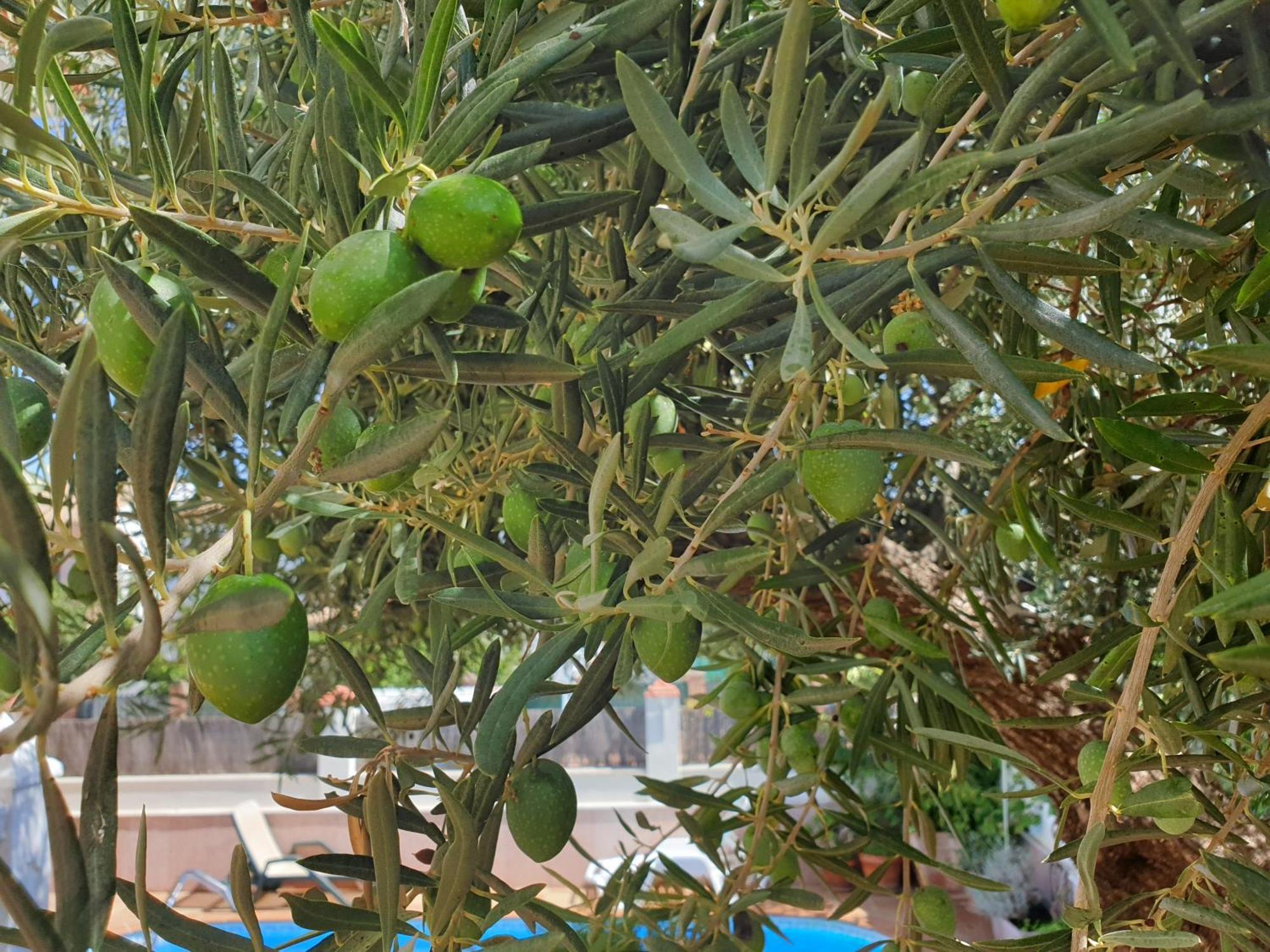 Alojamiento El Olivo Ronda Kamer foto
